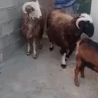 قوچ|حیوانات مزرعه|سیمکان, |دیوار