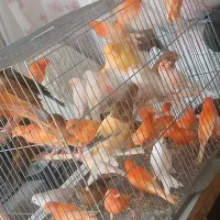 قناری سرخ رد فاکتور و مزایکی اورجینال خاص|پرنده|خمینیشهر, |دیوار