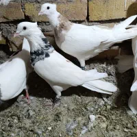 تعداد 8عدد رنگی طوقی هفت رنگ زرین|پرنده|پائین جام, |دیوار