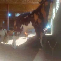 نربز|حیوانات مزرعه|سبزوار, امیر کبیر|دیوار