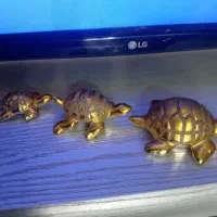 دکوری لاک پشت|مجسمه، تندیس، ماکت|رشت, تازه آباد|دیوار