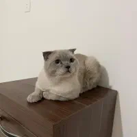 گربه اسکاتیش وبریتیش نر و ماده|گربه|کرج, گوهردشت|دیوار