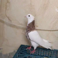 طوفی هفت‌رنگ