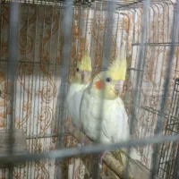 فروش جفت عروس لوتینو چشم شرابی