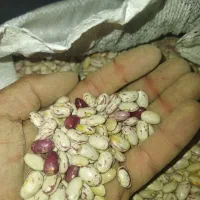 لوبیا چیتی  370 چینی و قاطی پاتی نیست|حراج|قم, شهرک قدس|دیوار