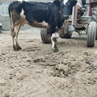 گاو ترکمن دورگ