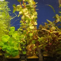 بار جدید گیاه گلدانی آکواریوم رسید|ماهی|زاهدان, |دیوار