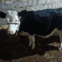 گوساله ماده|حیوانات مزرعه|سیلوانه, |دیوار