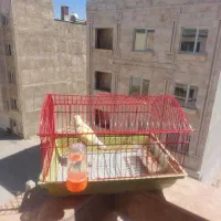 کوتوله برزیلی با قفس|پرنده|شیراز, دشت چنار|دیوار
