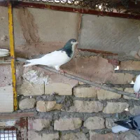 کبوترسفید|پرنده|اصفهان, شهرک امام خمینی|دیوار