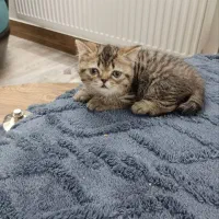 گربه بریتیش