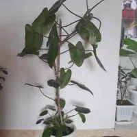 گل و  گیاه اپارتمانی