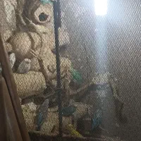 فروش مرغ عشق یکجا|پرنده|نگین شهر, |دیوار