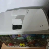 آکواریوم ماهیران|ماهی|اراک, |دیوار