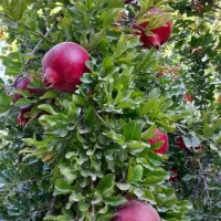 رب انار درجه یک از انار درجه یک|خوردنی و آشامیدنی|شیراز, معالیآباد|دیوار