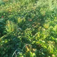 بوته ونشائ توت فرنگی|خدمات باغبانی و درختکاری|موچش, |دیوار