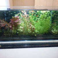 فروش آکواریوم پلنت کامل و حرفه ای