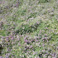 بذر قره یونجه|خدمات باغبانی و درختکاری|شیراز, دارالرحمه|دیوار