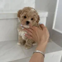 پودل کراس عروسکی سایز جیبی