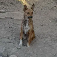 پاکوتاه‌ژرمن