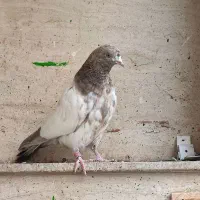 یک جفت جوجه پرشی