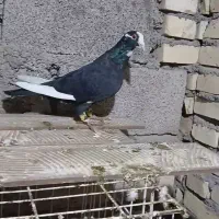 کبوتر دورگ|پرنده|شوش, |دیوار