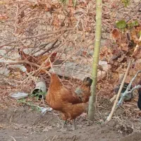 تخم مرغ محلی