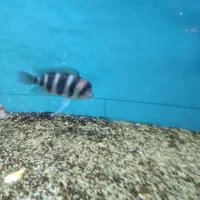 ۶عدد فرانتوزا اور سایز