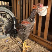 لاری نصل دار|حیوانات مزرعه|رشت, گیل|دیوار