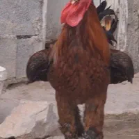 مرغ و خروس دیلگونی