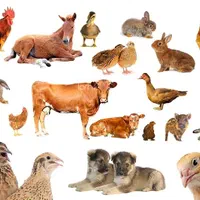 کلینیک دامپزشکی - خدمات دامپزشک سیار