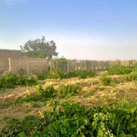 ۱۰۰۰ متر باغ انگور بارده در تاکستان|فروش دفتر صنعتی، کشاورزی، تجاری|کرج, عظیمیه|دیوار