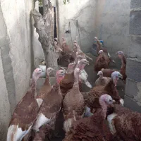 بوقلمون محلی|حیوانات مزرعه|سنندج, |دیوار