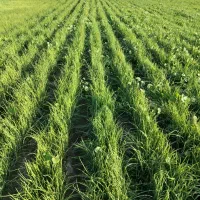 نهال نشا مینروا پیاز