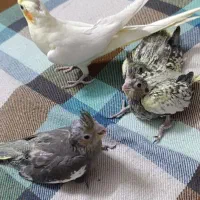 عروس هلندی مفت ببر|پرنده|مشهد, سجادیه|دیوار