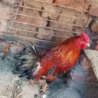 خروس|حیوانات مزرعه|خاش, |دیوار