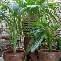 گل فیکوس و سوسن و پاندانوس و دیفن باخیا|گل مصنوعی|یزد, |دیوار