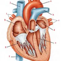 تدریس زیست