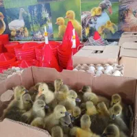 غاز محلی وقوغاز اوکراینی