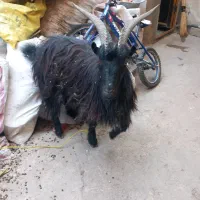 گوسنده زنده