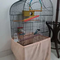 مرغ عشق|پرنده|تبریز, |دیوار