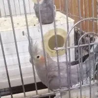 عروش هلندی مولد