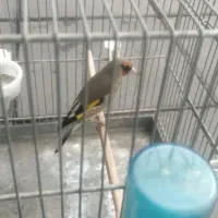 سره دورگ فیروزکوهی نر قرص قرص