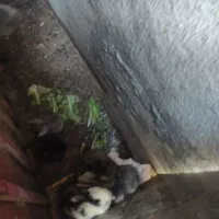 خرگوش|موش و خرگوش|کرمانشاه, |دیوار