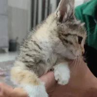 واگذاری گربه|گربه|کرمان, |دیوار