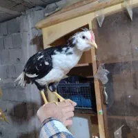 «جوجه خروس گلین »