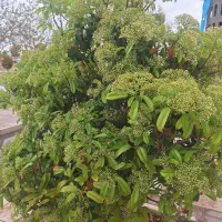 زمین-کشاورزی-40قصب-رستم-اباد-اختیاراباد