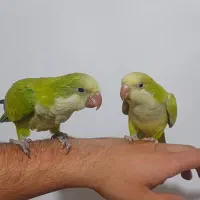 طوطی راهب جفت رام دستی سخنگو