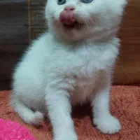 بریتیش های اصیل