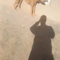 تازی جوان شکاری